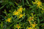 Bushy St. Johnswort